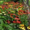 'Cheyenne Spirit' Coneflower -Great Garden Plants 0025c305ce517215e38a6ad3e378a794
