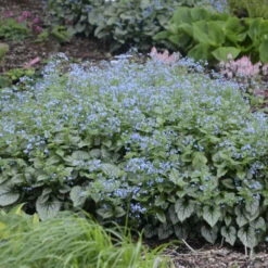 'Jack Frost' Siberian Bugloss -Great Garden Plants 09937cb9b06355dc9512a5e79393d95c