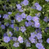 Rozanne® Cranesbill -Great Garden Plants 0ca00ed49dfa46cef8c9f3a8128ddab1