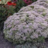 Rock 'N Round™ 'Pure Joy' Stonecrop -Great Garden Plants 104f075df1d3b51c0a372227e4cac306