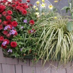 'Evergold' Sedge 9 'Evergold' Sedge -Great Garden Plants 128 991 popup