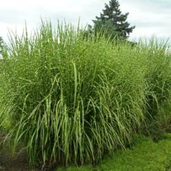 'Strictus' Maiden Grass -Great Garden Plants 138 1218 popup sw