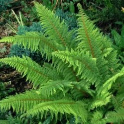Korean Tassel Fern -Great Garden Plants 152 1263 popup sw
