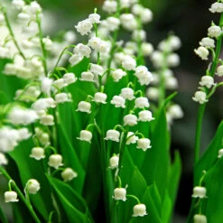Lily Of The Valley