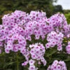 Luminary™ 'Opalescence' Phlox -Great Garden Plants 1887c8fe50c69809751e3627af0a96ed