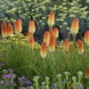 Pyromania® 'Hot And Cold' Red Hot Poker -Great Garden Plants 19965fc1934e77049e96470d2104692f
