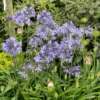 'Dr. Brouwer' Lily-of-the-Nile -Great Garden Plants 220702gbo030AgapanthusBlue 800x800 3dd1771