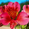 'Majestic Tierce' Peruvian Lily -Great Garden Plants 230713kwe003AlstroemeriaMajesticTierce 800x800 720c4a9