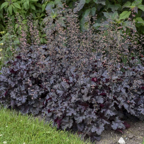 Primo® 'Black Pearl' Coral Bells 8 Primo® 'Black Pearl' Coral Bells - Image 6