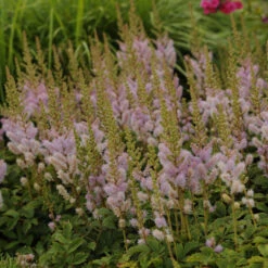 Dwarf Chinese Astilbe -Great Garden Plants 26a62b9a14c066620793a6074e344f90