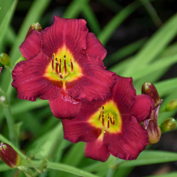 'Pardon Me' Daylily 3 'Pardon Me' Daylily