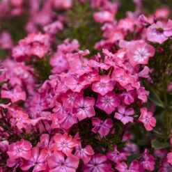 Luminary® 'Pink Lightning' Phlox -Great Garden Plants 2c536bd91e5b37215fdd853273e97545