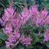Dwarf Chinese Astilbe 2 Dwarf Chinese Astilbe -Great Garden Plants 383 1192 popup sw