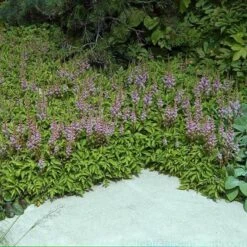 Dwarf Chinese Astilbe -Great Garden Plants 383 1381 popup sw