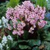 'Winterglut' Pigsqueak -Great Garden Plants 384 1167 popup