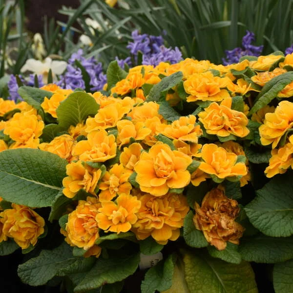 Bouquet Perfect™ 'Mandarin' Primrose 4 Bouquet Perfect™ 'Mandarin' Primrose - Image 2