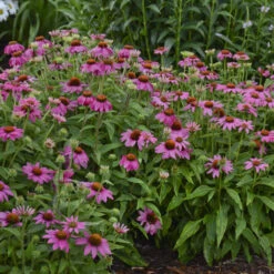 PowWow® Wild Berry Coneflower -Great Garden Plants 3a653b634590bb1937fe7006ca0421c4