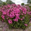 Luminary® 'Pink Lightning' Phlox -Great Garden Plants 3e2614674f78f6d114d1f8153011fcaf