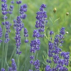'Grosso' Lavender -Great Garden Plants 410 1186 popup sw