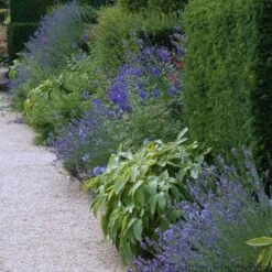 'Grosso' Lavender -Great Garden Plants 410 1236 popup sw