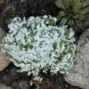 'Snowflake' Creeping Phlox -Great Garden Plants 417 1313 popup sw