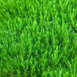 'Snowflake' Creeping Phlox -Great Garden Plants 417 1315 popup sw