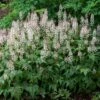 'Sugar & Spice' Foamflower -Great Garden Plants 42 1477 popup