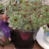 Mrs. Giuseppi Hens & Chicks 2 Mrs. Giuseppi Hens & Chicks -Great Garden Plants 432 1608 popup