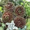 'Rocknoll Rosette' Hens & Chicks -Great Garden Plants 435 1599 popup