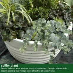 October Daphne Stonecrop -Great Garden Plants 441 2400 popup sw