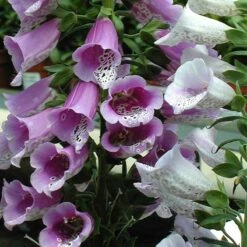 Great Garden Plants 13 'Giant Shirley' Foxglove