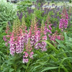 Great Garden Plants -Great Garden Plants 446 1206 popup