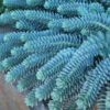 Donkey Tail -Great Garden Plants 447 1208 popup