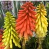 'Flamenco' Red Hot Poker 2 'Flamenco' Red Hot Poker -Great Garden Plants 458 1289 popup sw