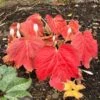 'Fusion Of Fire' Oredenia -Great Garden Plants 45a89419b14af328274e2174dddd901c