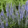 Magic Show® 'Ever After' Spike Speedwell -Great Garden Plants 498Veronica EverAfter 2