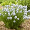 'String Theory' Bluestar -Great Garden Plants 499Amsonia StringTheory 1