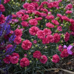 Fruit Punch® 'Raspberry Ruffles' Dianthus 8 Fruit Punch® 'Raspberry Ruffles' Dianthus -Great Garden Plants 4ab1356a581b46a5ebdbeb2bbeabfe91