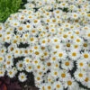 'Whoops-A-Daisy' Shasta Daisy -Great Garden Plants 4f1378f7fa0f66ebdfa8e8819ad4939d