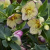 Honeymoon® Tropical Sunset Lenten Rose 1 Honeymoon® Tropical Sunset Lenten Rose -Great Garden Plants 504Helleborus TropicalSunset 1