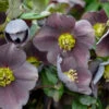 Honeymoon® Vegas Nights Lenten Rose 2 Honeymoon® Vegas Nights Lenten Rose -Great Garden Plants 506Helleborus VegasNights 1