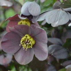 Honeymoon® Vegas Nights Lenten Rose -Great Garden Plants 506Helleborus VegasNights 2