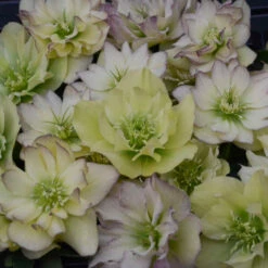 Wedding Party® First Dance Lenten Rose -Great Garden Plants 508Helleborus FirstDance 2