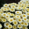 Amazing Daisies® 'Banana Cream II' Shasta Daisy 1 Amazing Daisies® 'Banana Cream II' Shasta Daisy -Great Garden Plants 509Leucanthemumsuperbum BananaCreamII 2
