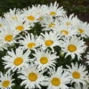 Amazing Daisies® 'Spun Silk' Shasta Daisy -Great Garden Plants 510Leucanthemumsuperbum SpunSilk 1