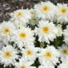 Amazing Daisies® 'Marshmallow' Shasta Daisy 2 Amazing Daisies® 'Marshmallow' Shasta Daisy -Great Garden Plants 511Leucanthemumsuperbum Marshmallow 1