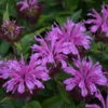 'Pardon My Lavender II' Bee Balm -Great Garden Plants 515Monardadidyma PardonMyLavenderII 1
