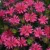 'Pardon My Rose' Bee Balm -Great Garden Plants 516Monardadidyma PardonMyRose 1