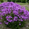 'Opening Act Romance' Hybrid Phlox