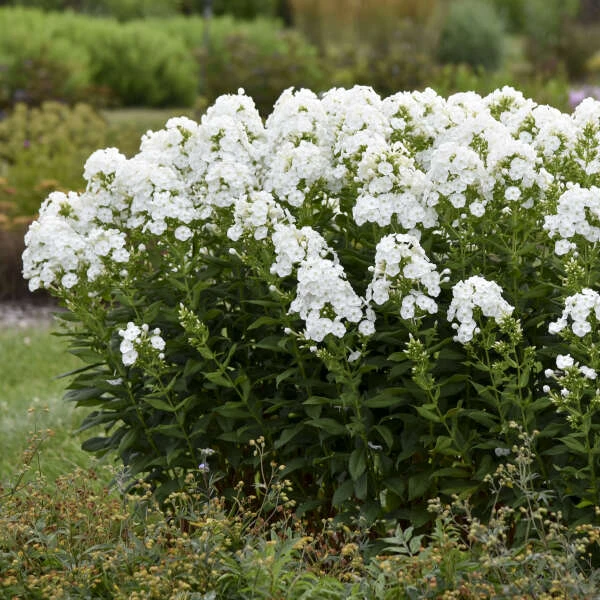 Luminary™ 'Backlight' Tall Garden Phlox 3 Luminary™ 'Backlight' Tall Garden Phlox